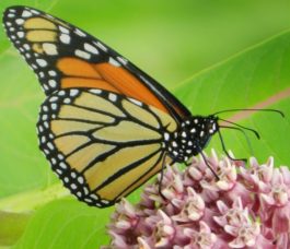 Monarchs, Milkweed and You